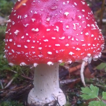 Quis nibh convallis fringilla