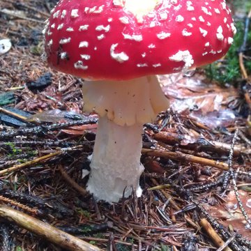 Quis nibh convallis fringilla